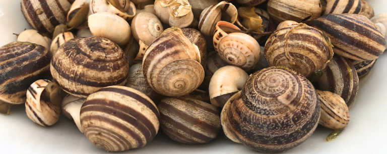 Caracóis (Snails) 1 caracóis in Portugal