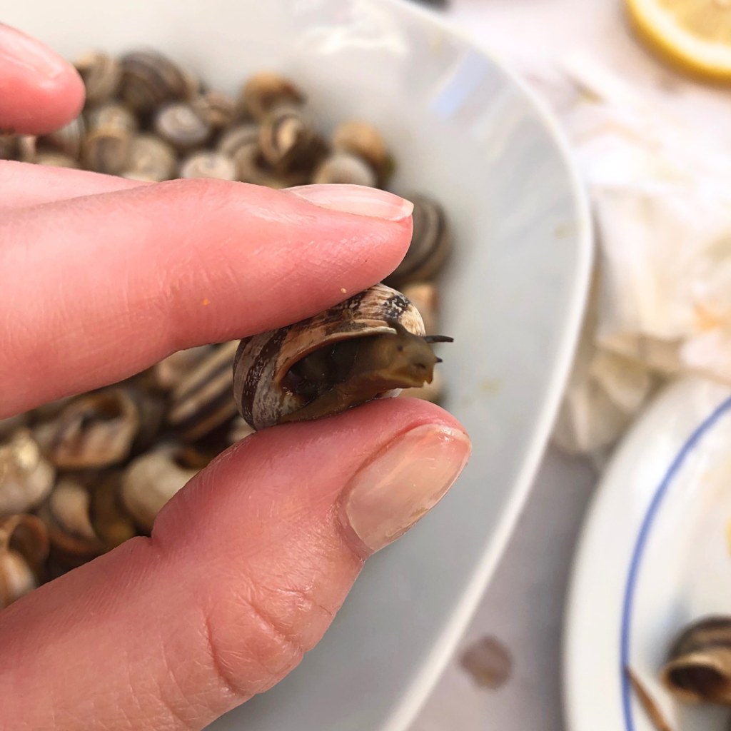 Caracóis (Snails) 5 caracol