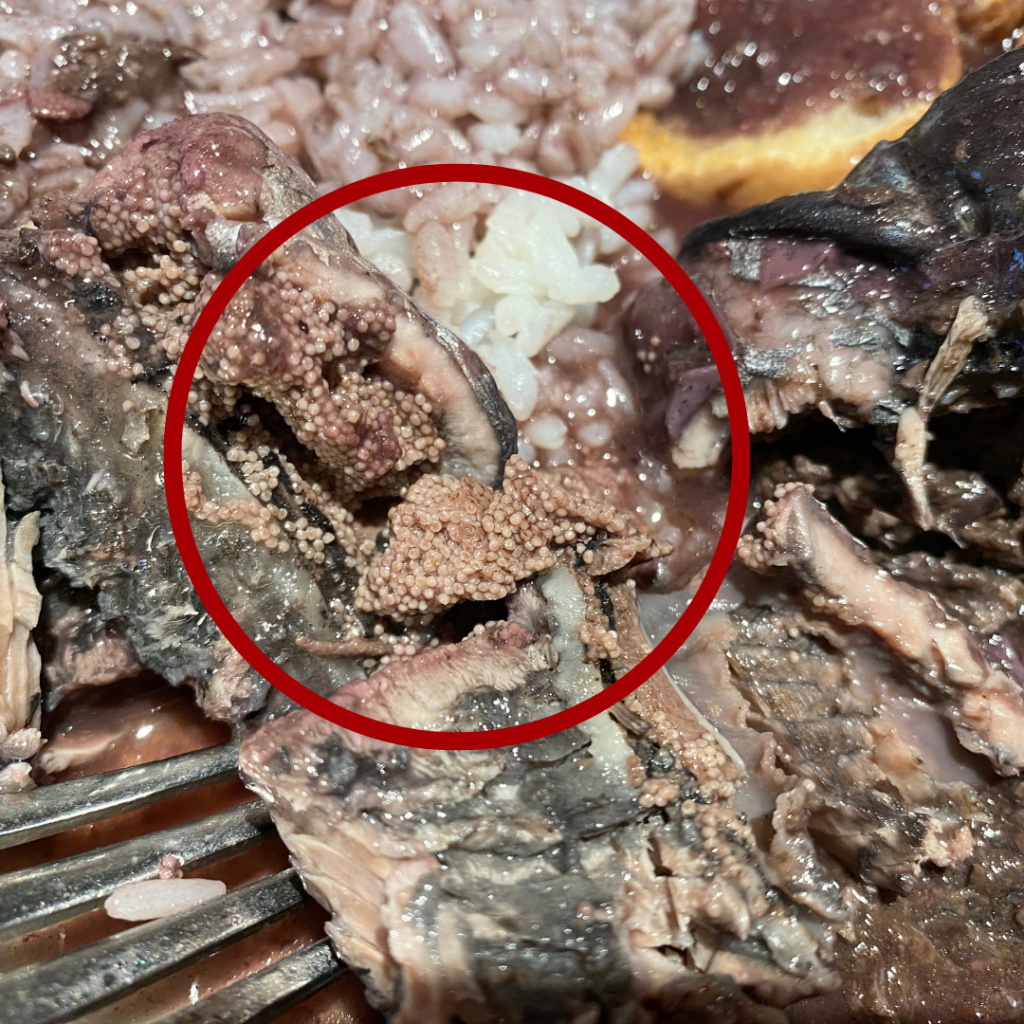 Lampreia (Sea Lamprey) 5 lampreia roe